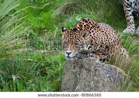 Jaguar Pouncing