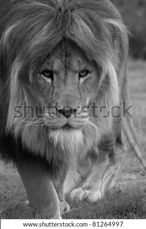 Lion Stalking Prey
