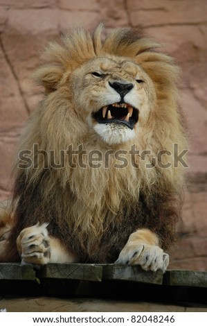 Lion about to Roar