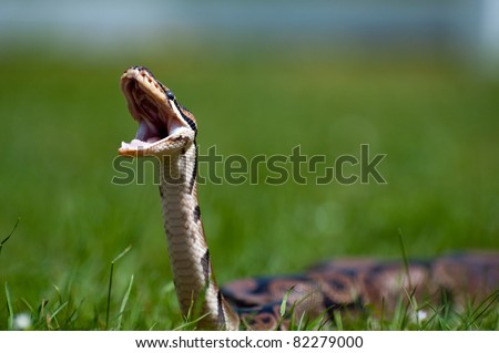 Royal Python With Mouth Open Stock Photo 82279000 : Shutterstock