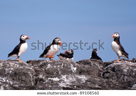Puffins on Cliff by the sea