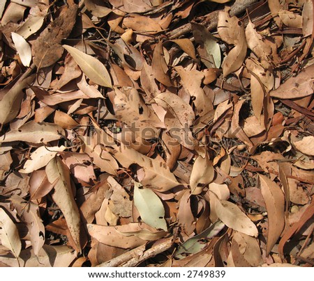 Dry gum leaves found on the grounds of the Australian Eucalyptus forest.