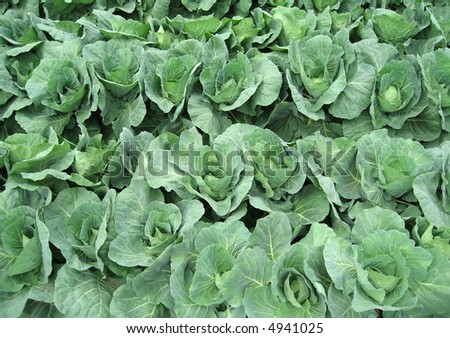 Rows of fresh leafy green cabbages at the vegetable farm.