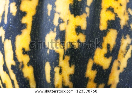 Close up of green and yellow acorn squash