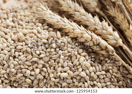 Pearled barley grains and stalks of wheat.
