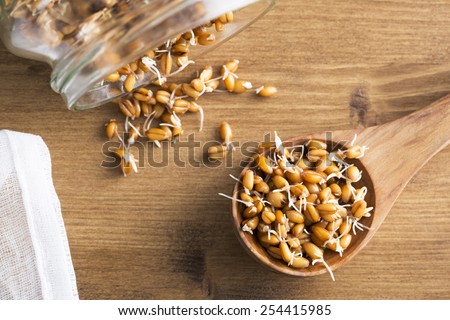 Whole wheat sprouts in wooden spoon and spilling from sprouting jar