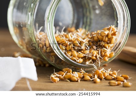 Sprouting whole wheat spilling from a sprouting jar.