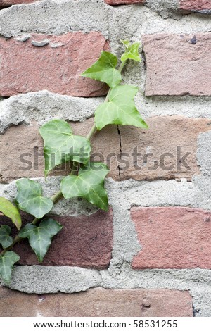 English Ivy growing up old red brick wall.