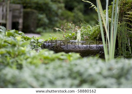 Small fountain amongst greenery in summer garden with shallow depth of field.