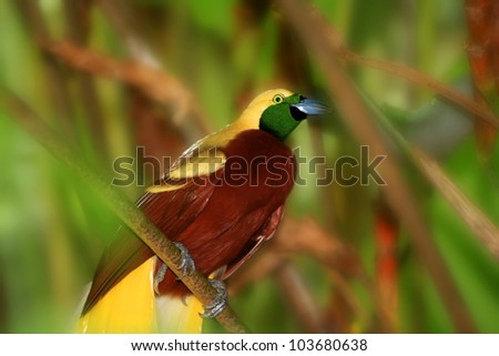 beautiful cendrawasih bird of paradise