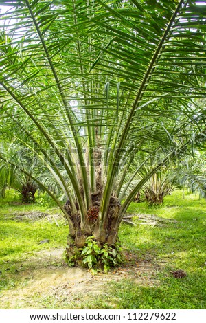 the farm of palm oil
