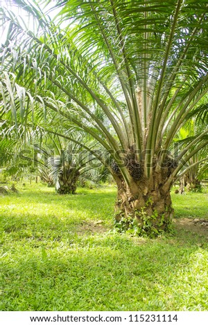 palm oil tree is growing up