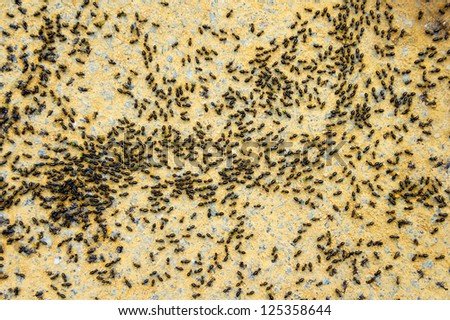 group of termite on hard surface
