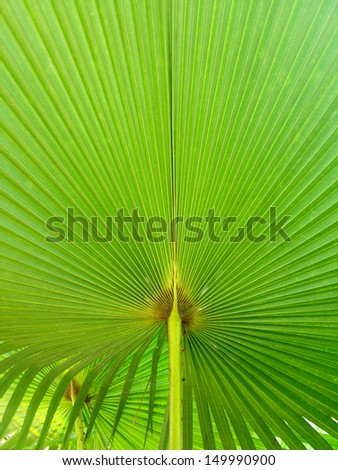 palm leave pattern line background