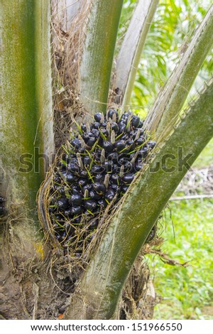 raw seed palm oil on fronds