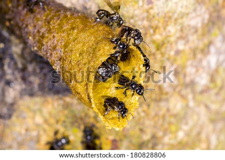 black Stingless bee on nest