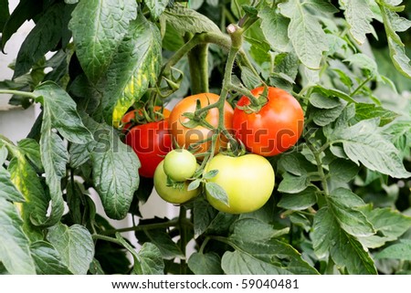 ripe tomato tree in plant