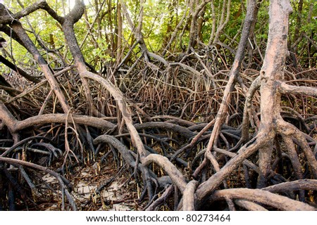 nature abstract asia mangrove roots