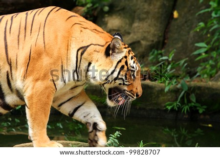 asia tiger walking foward alone