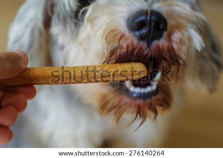 Dog training eating food snack, motion blur