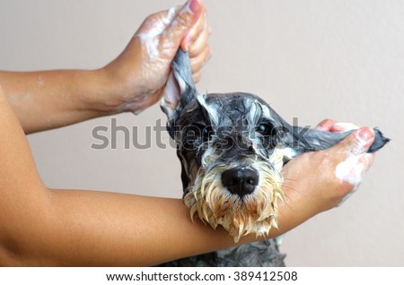 Schnauzer Dog grooming