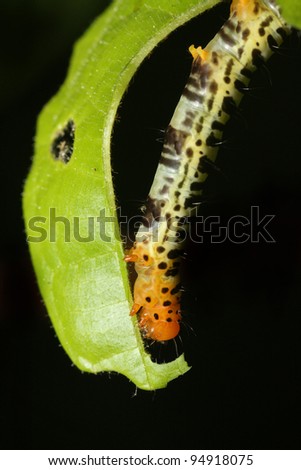 Caterpillar eating a hole in a leaf