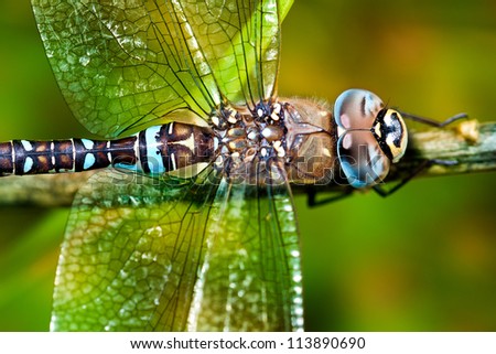 stock-photo-a-dragonfly-close-up-113890690.jpg