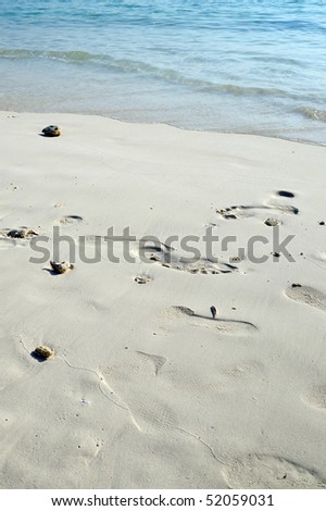 coral fragments