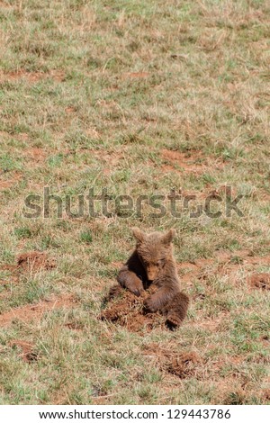 Young bear plays with the soil