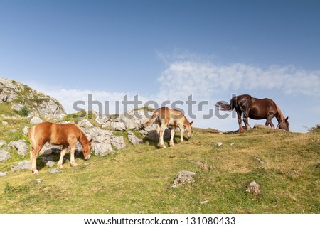 Two colt grazing with they mother in Echo\'s Valley, Spanish Pyrenees