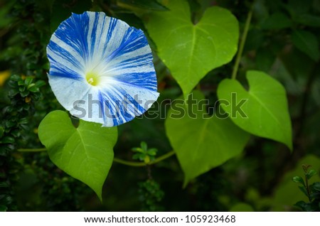 Blue and White Morning Glory Flower and Heart Form Leaf