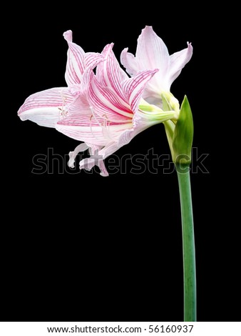 pink star lily