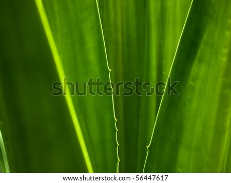Green leaf abstract line background