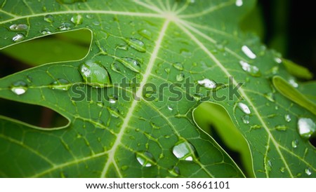 water drop on Papaya leaf background abstract of nature
