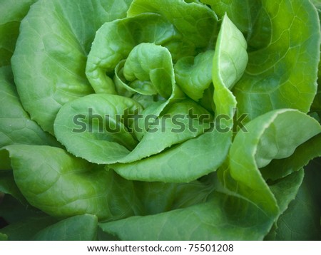 Green Butter head Organic vegetables