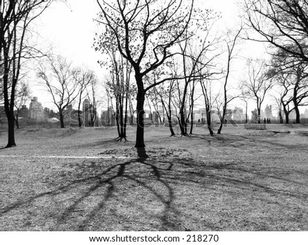 A black and white tree with shadow in Central Park, New York City.