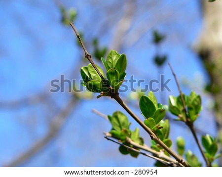 Leaf bud and new leaves on a branch in spring