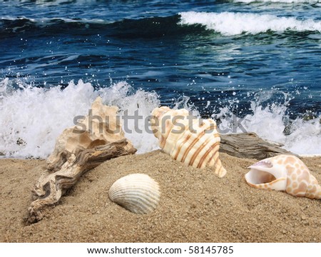 Memories of the Mediterranean Sea, still life with seashells and photo of the Mediterranean Sea on background, studio shot