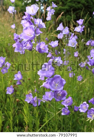 flowering bluebells  in a meadow, focus on the foreground, shallow DOF