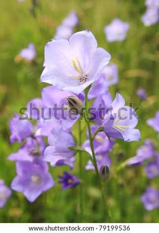 Closeup of bluebell flowers on summer meadow , shallow DOF, focus on the foreground