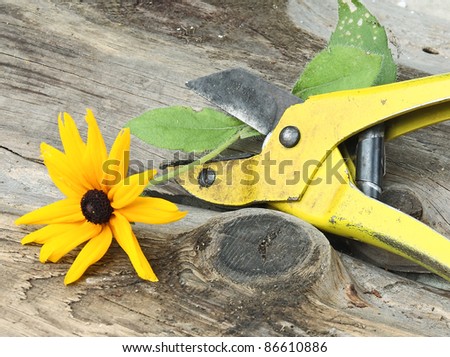 close up of gardening scissors and flower
