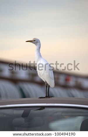 Cattle Egret on car roof in Florida