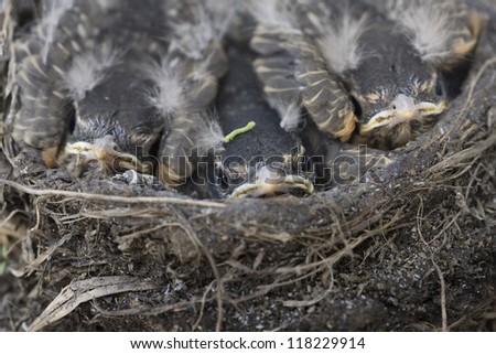Baby Robins in a nest Saskatchewan Canada