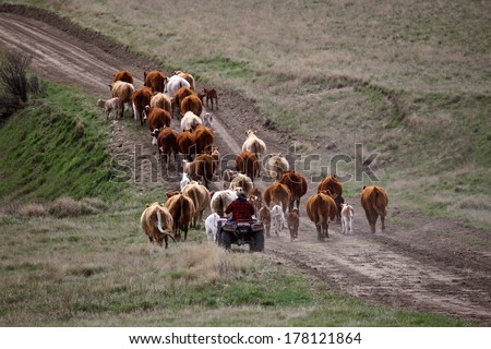 Agriculture: Livestock farming
