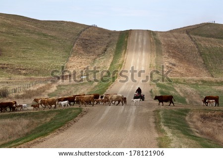 Agriculture: Livestock farming