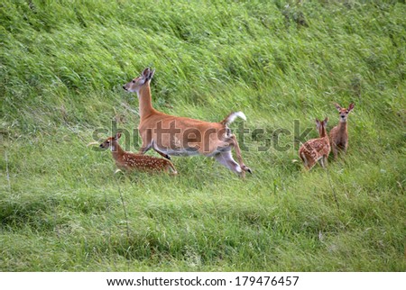 White-tailed Deer (Odocoileus virginiania)