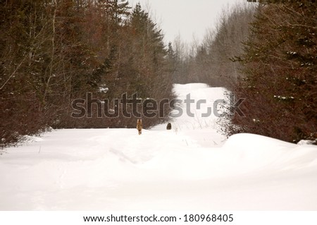 Two Gray Wolves fleeing down snowed filled logging road