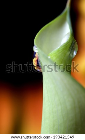 Close up lily white in studio with natural lighting reflection