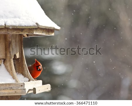 Cardinal at Bird Feeder Snow Storm Canada Male Red