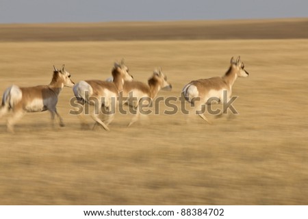 Pronghorn Antelope Prairie Saskatchewan Canada running blurred panned